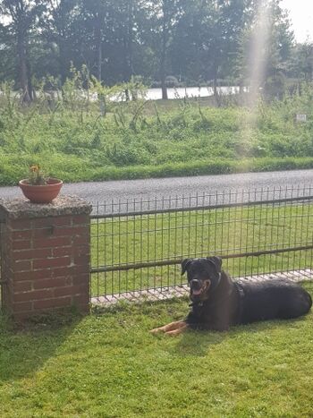 Wohlfühlgarten für Hund und Hundeliebhaber