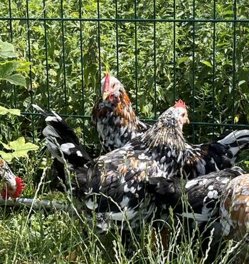 Schwedische Blumenhühner