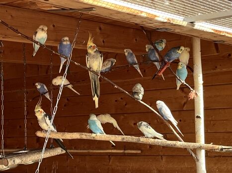 Vogel-Mix mit Wellensittichen, Nymphensittichen ...