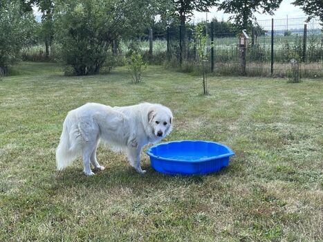 Muschel mit Wasser für Hunde