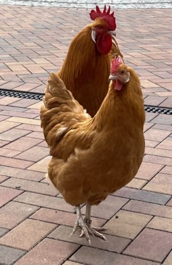 Gelbe Sachsenhühner