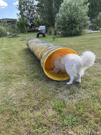 Hundetunnel auf umzäunter Wiese