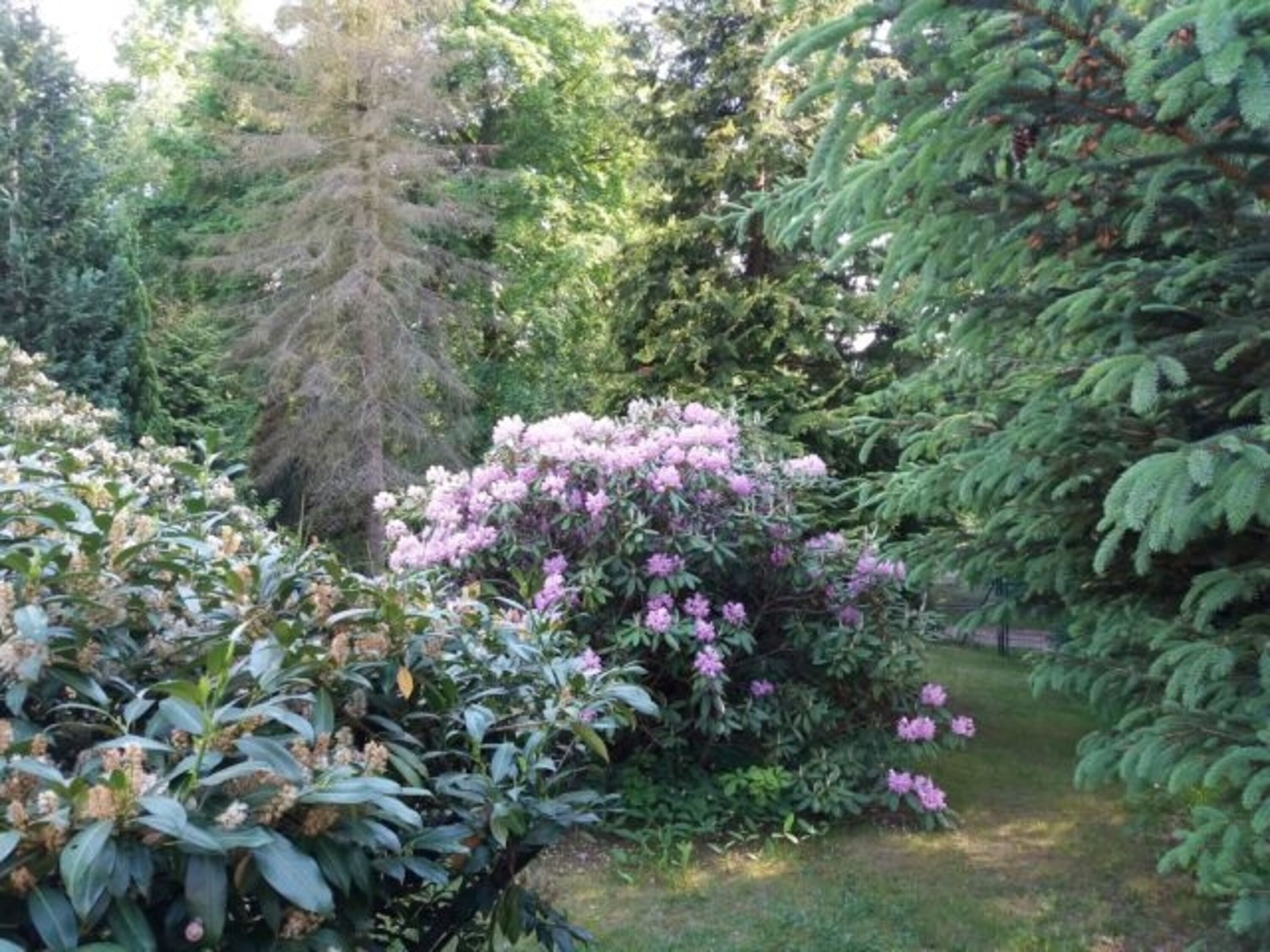 Garten Waldseite