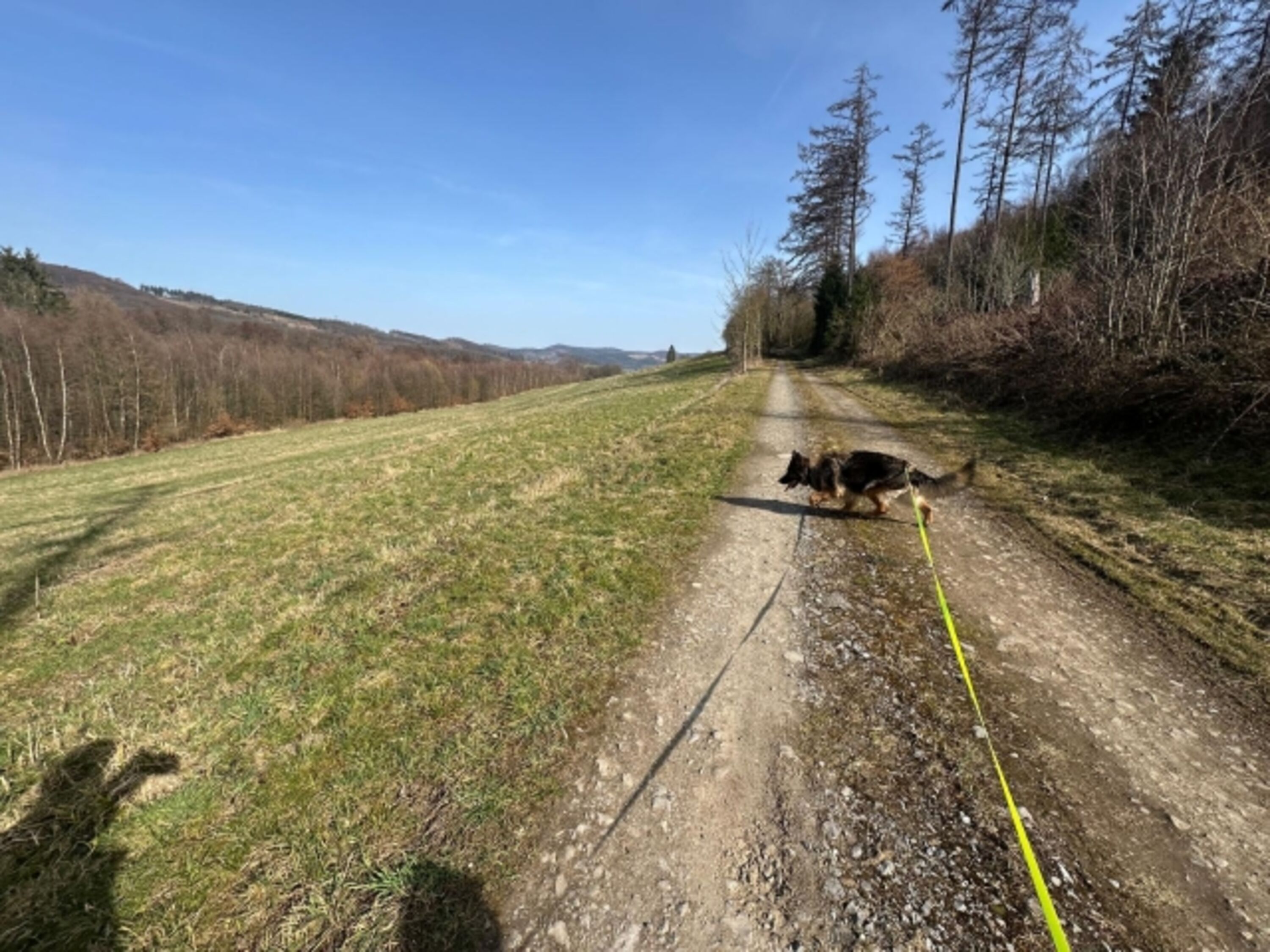 Spazieren im Erlenwald