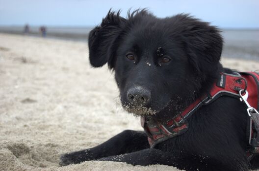 Hundestrand und  -wiese in Neßmersiel