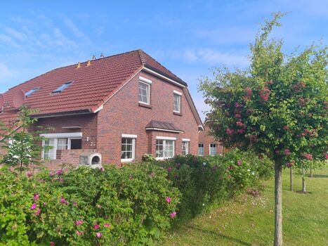 Duftende Heckenrosen außerhalb des Zaunes