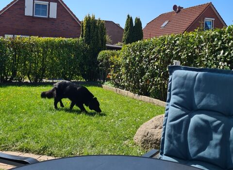 Schnüffeln, toben, spielen - gepflegte Rasenfläche in Südrichtung