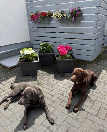 eingezäunter Innenhof