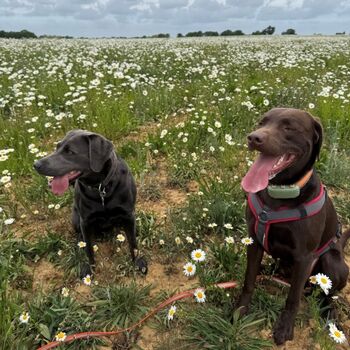 Wiese auf dem Zolchberg 