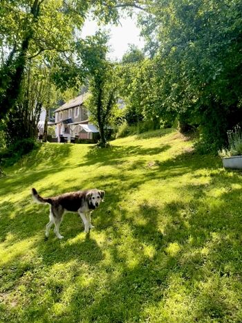 1200qm großer, 1,80m hoch eingezäunter Garten
