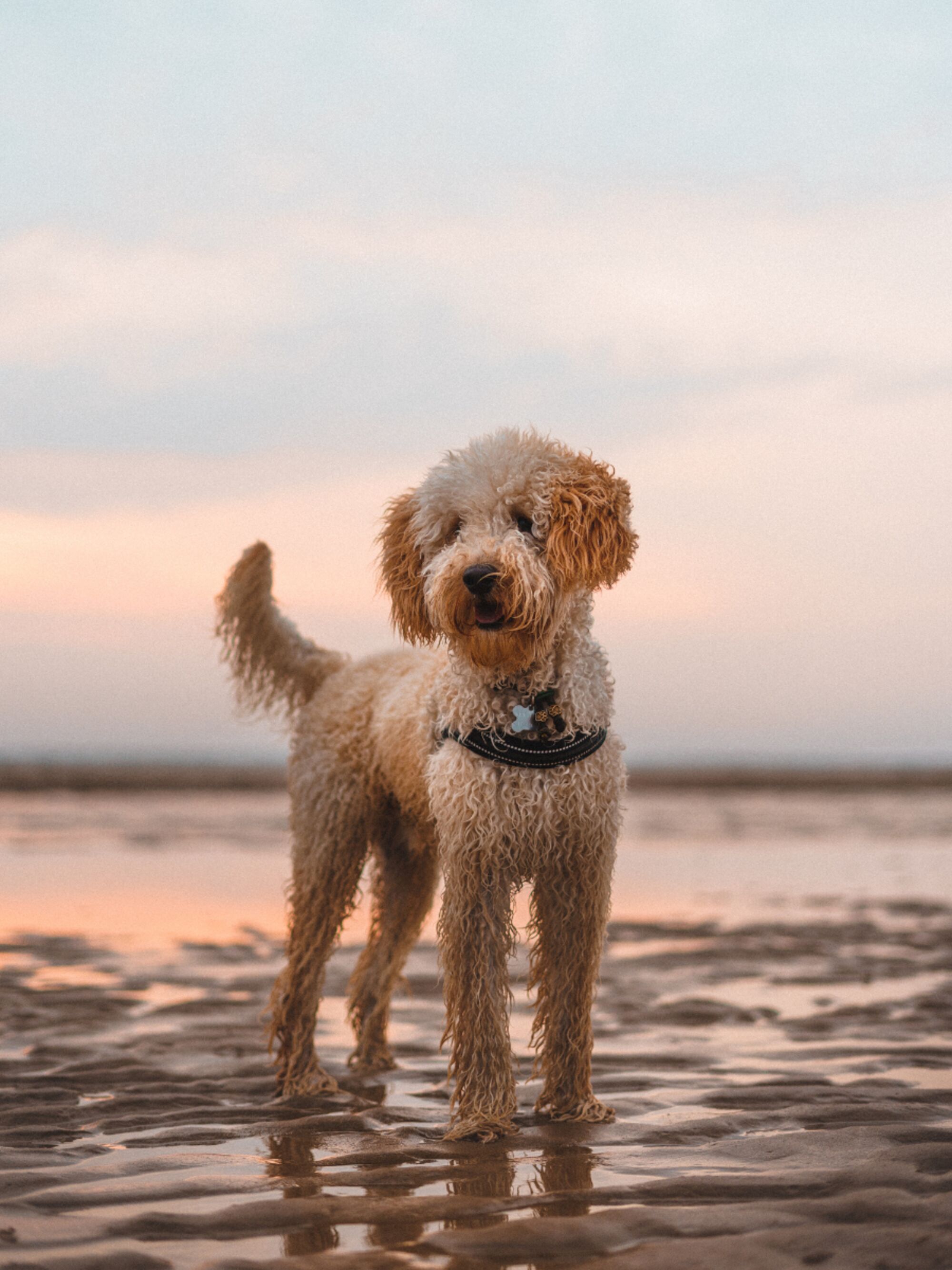 Hund am Meer