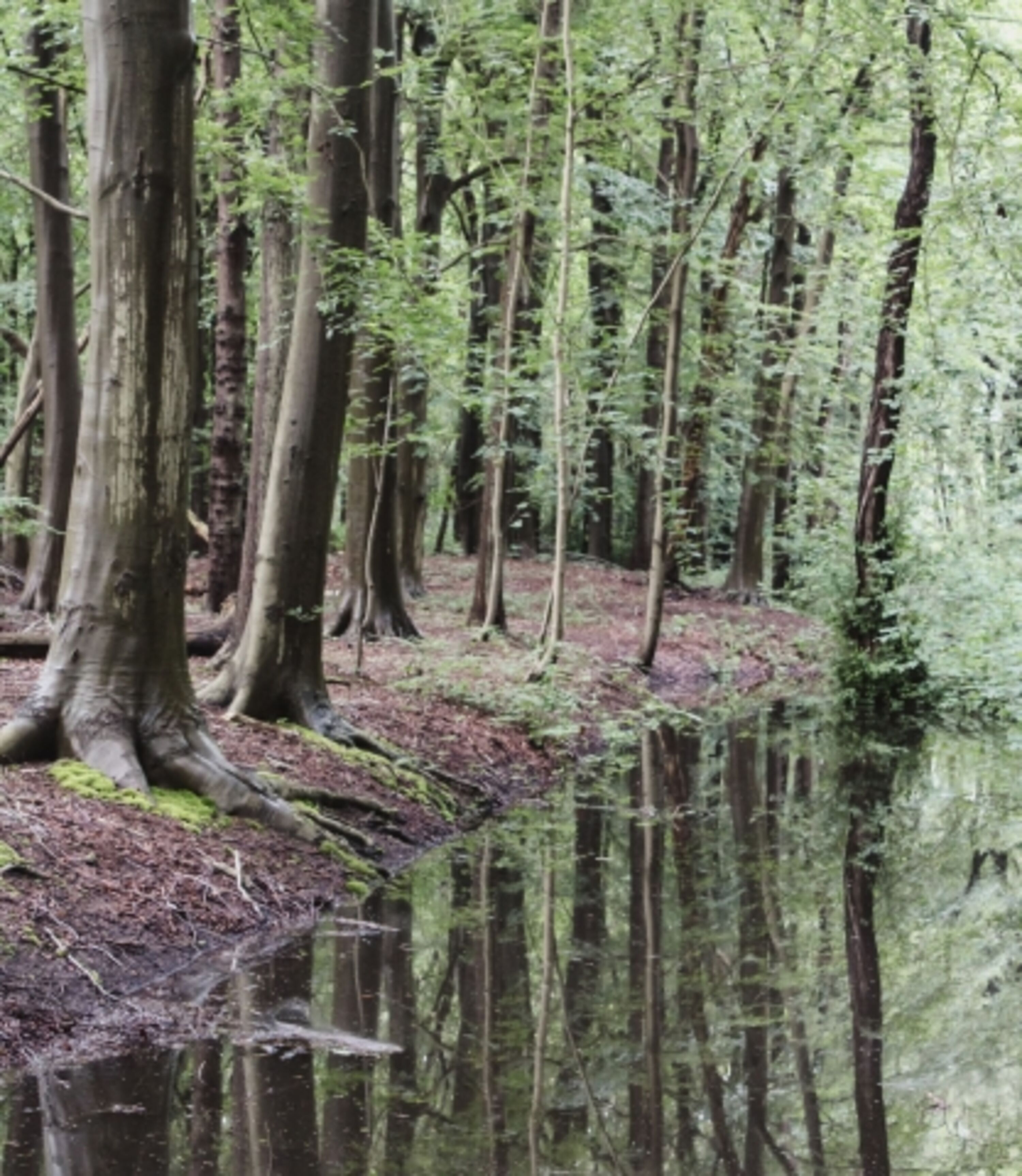Wald