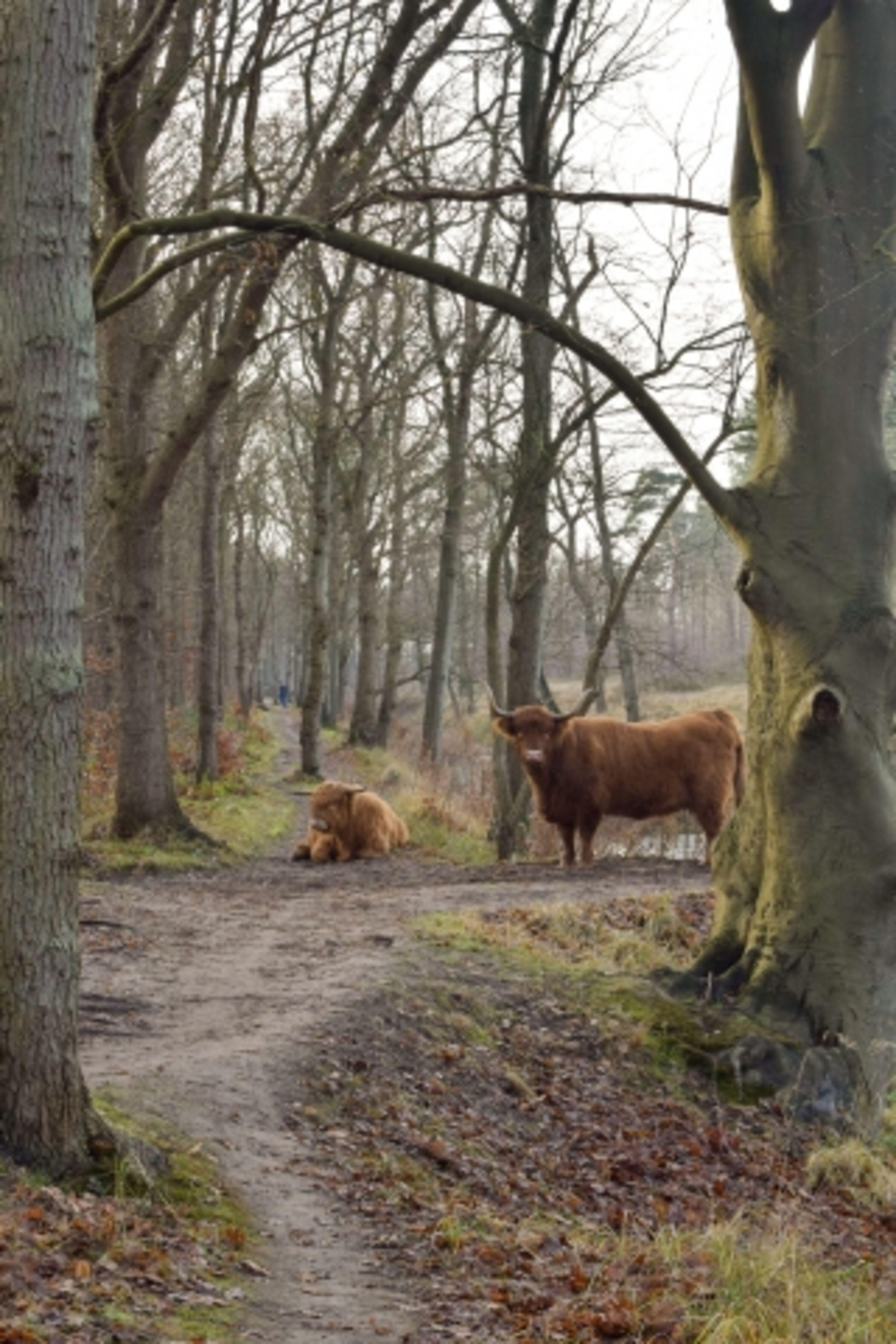 Wald