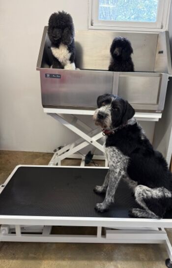 Profi Groomer Equipment. Elektischer Tisch und Badewanne.