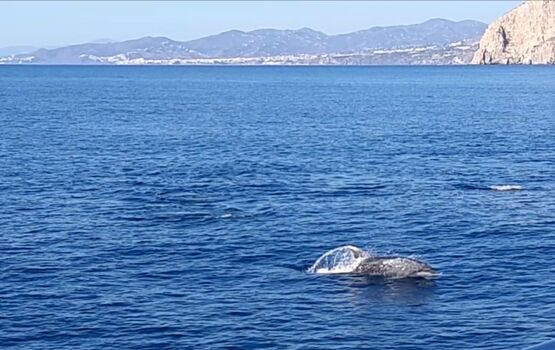 Delphine in unserer Bucht 