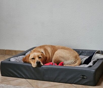 Hundebetten und Näpfe kostenfrei