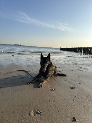 Hunde sind bei uns herzlich Willkommen