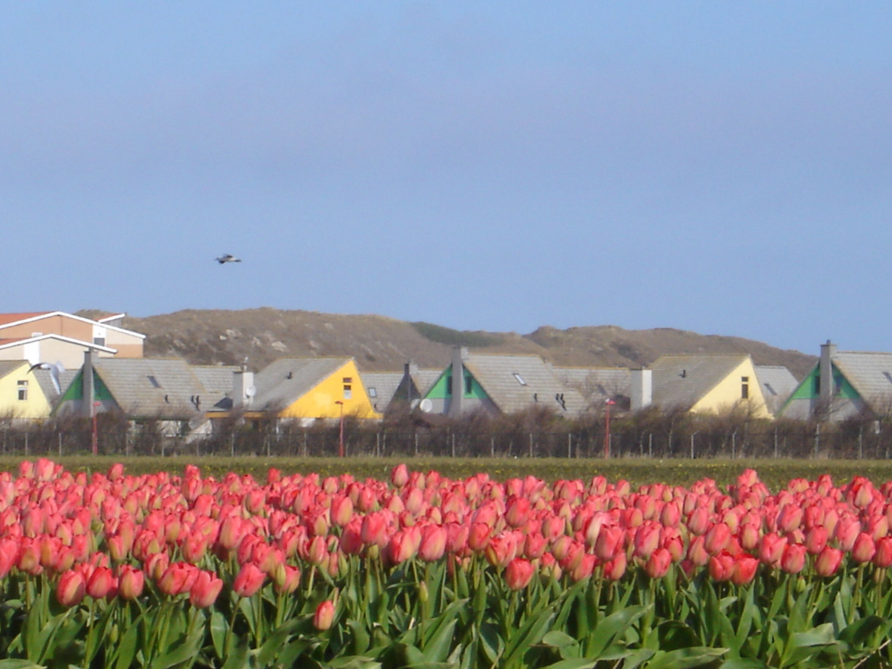 Unser Haus liegt im attraktiven Park Strandslag in Julianadorp direkt hinter den Dünen