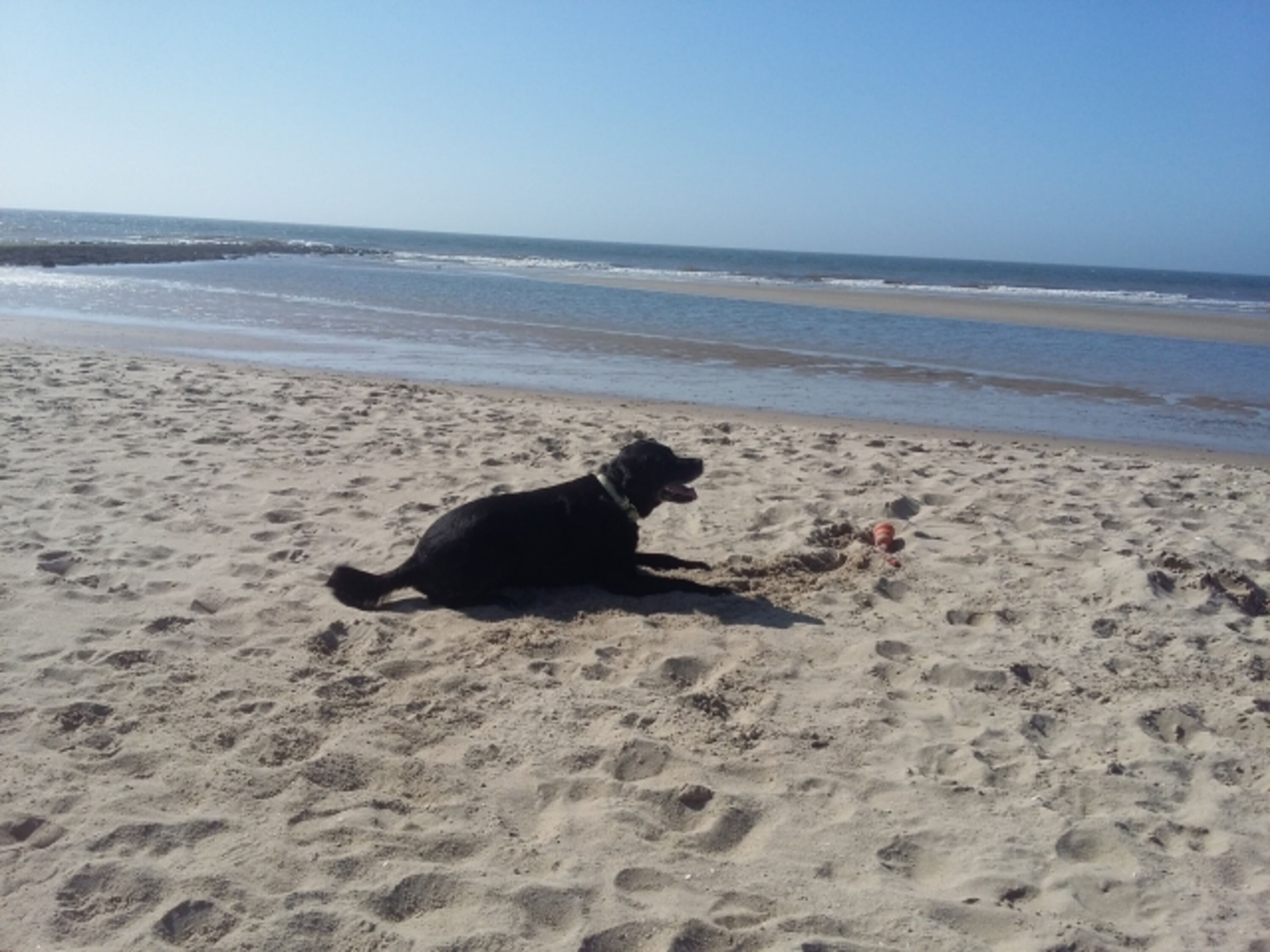 Hunde sind im Haus und am allgemeinen Strand willkommen