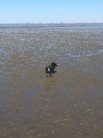 Watt an der Hundewiese