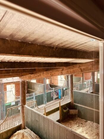 Blick in den Pferdestall