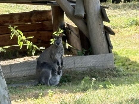 Känguru mit Jungtier