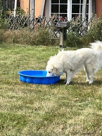 Muschel für den Hundedurst