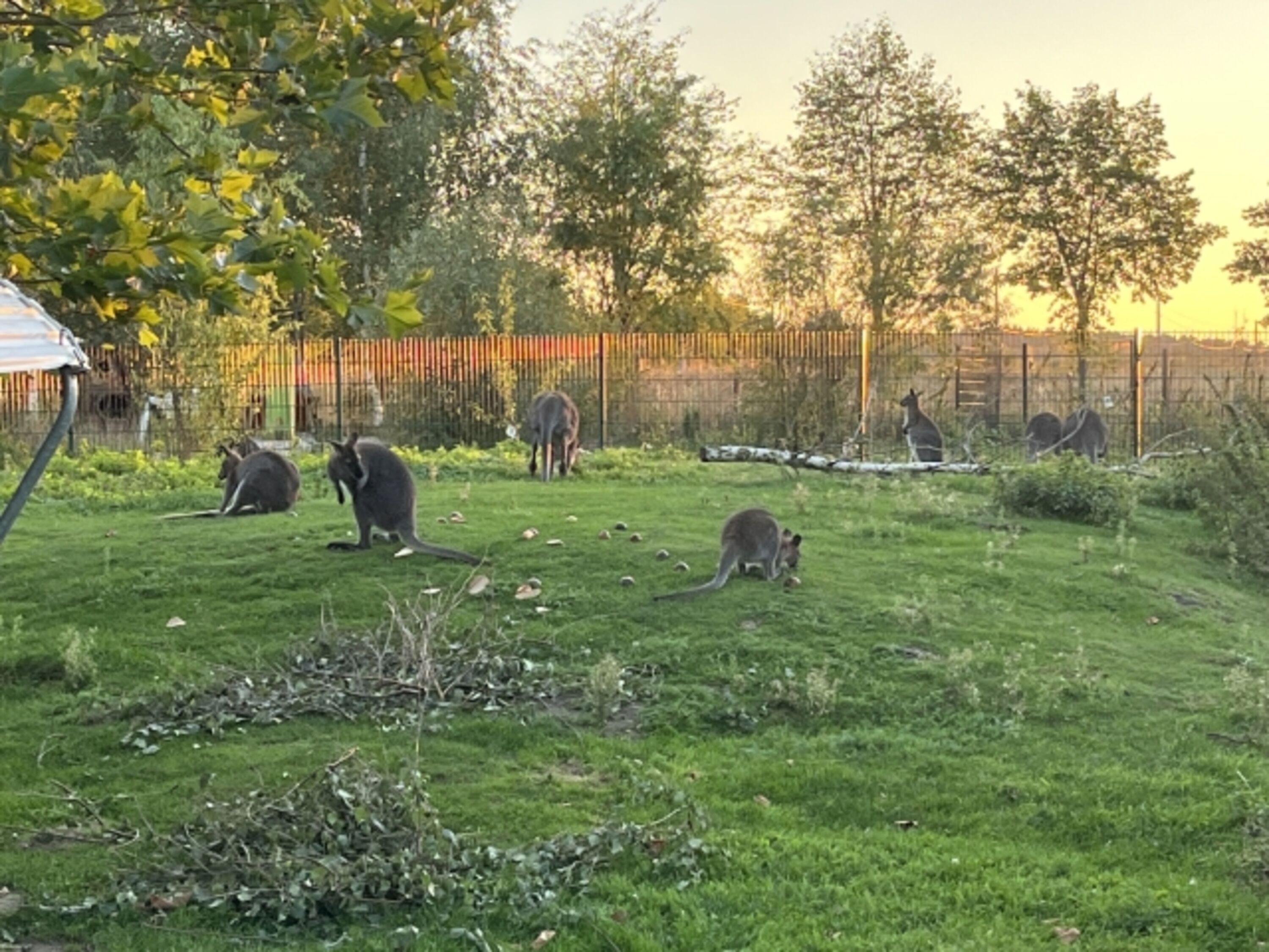 Kängurus am Abend
