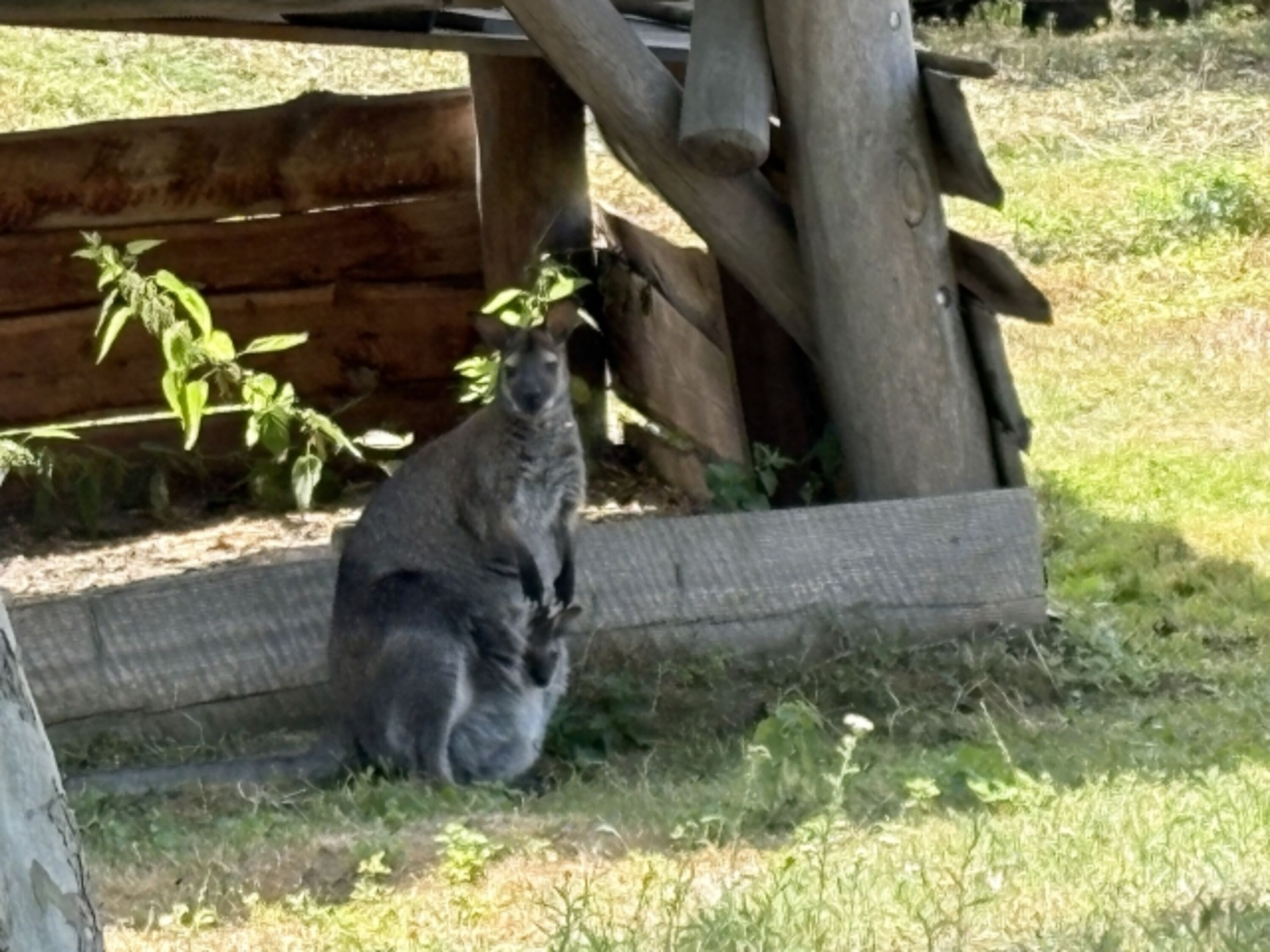 Känguru mit Jungtier