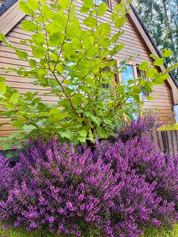 Heideblüte direkt am Haus