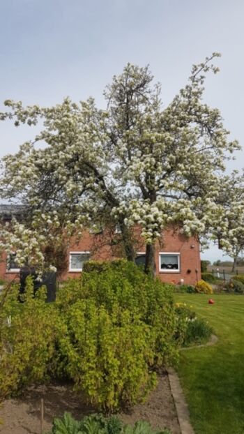 Seitenansicht des Hauses