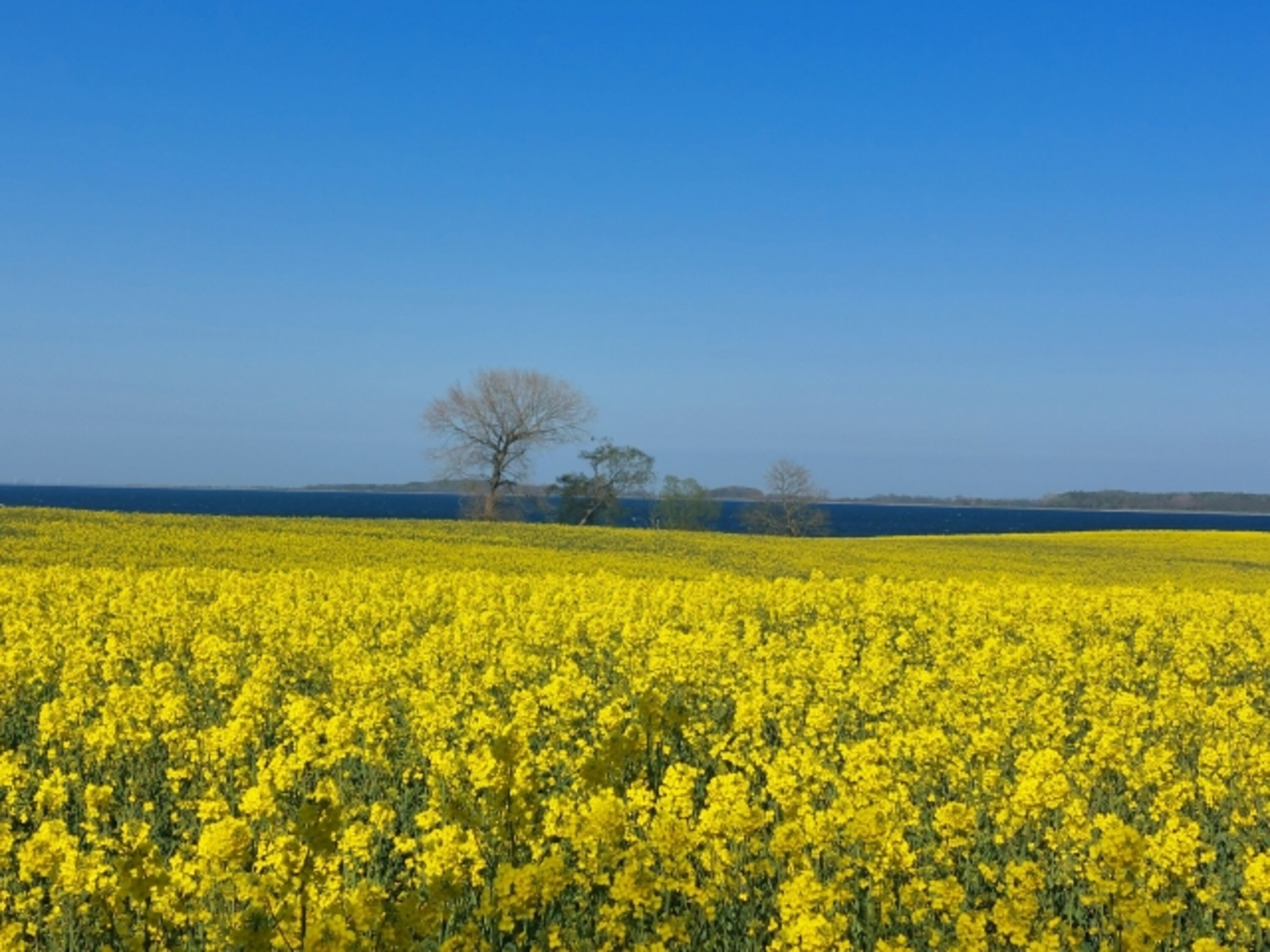 Rapsfelder in dieser Region