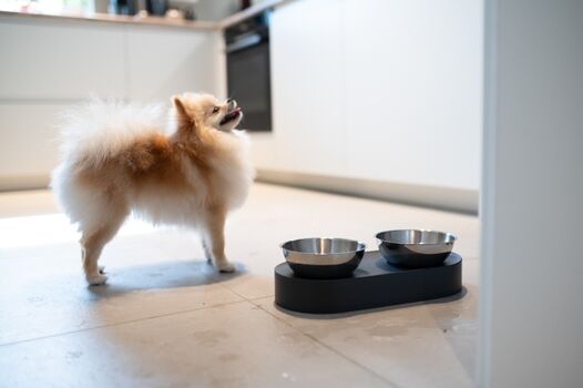 Moderne, helle Küche mit weißen Fronten, großem Arbeitsbereich und hochwertigen Einbaugeräten. Bodenfliesen sind leicht zu reinigen. Inklusive stylischem Napfständer mit Edelstahlnäpfen – perfekt für unsere vierpfotigen Gäste.