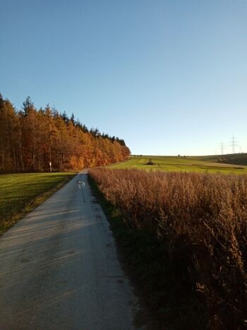 Herbst im Osburger Hochwald