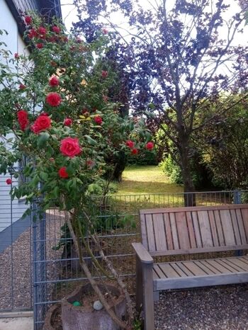 Garteneingang vom Hof