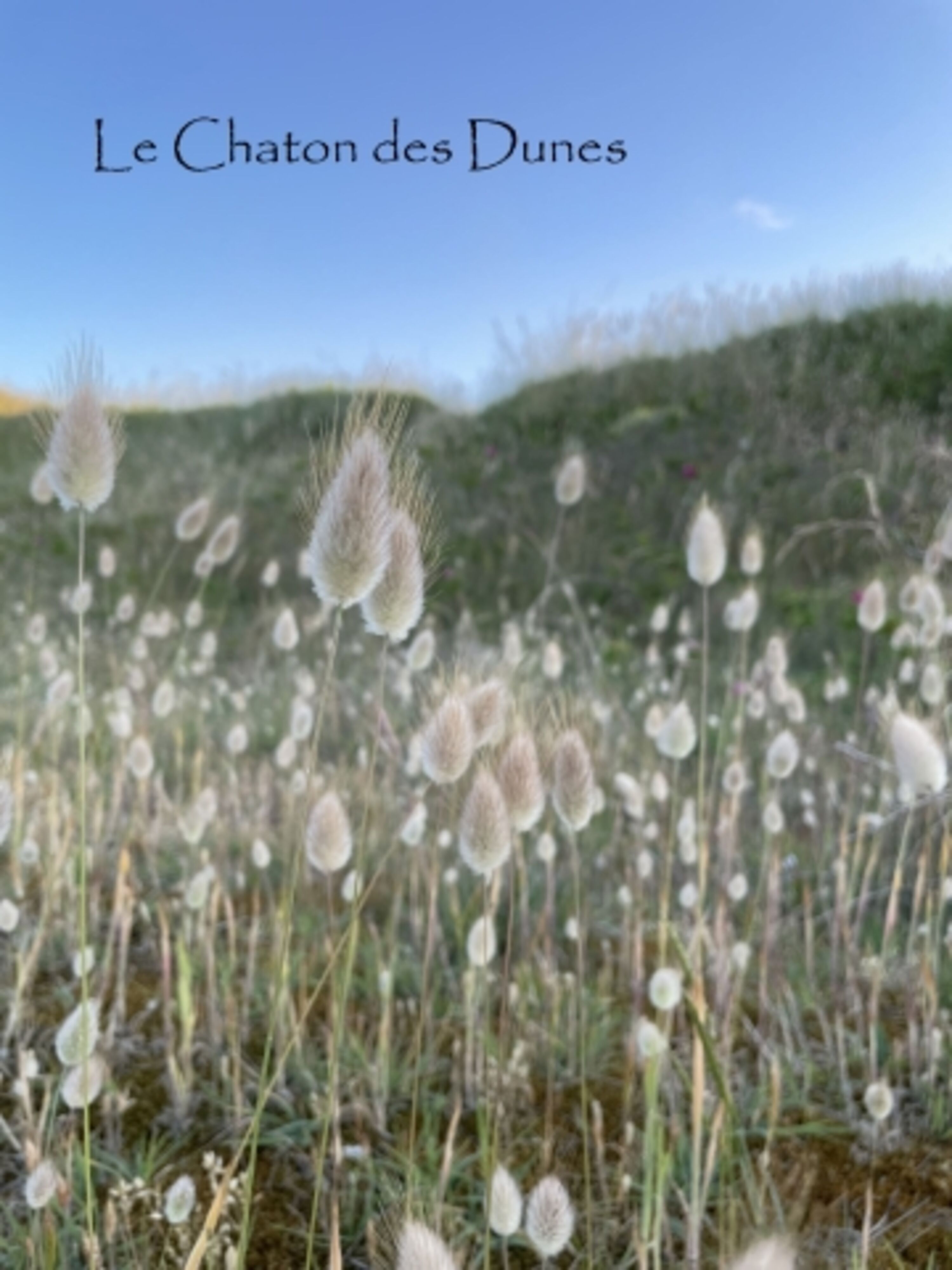 Chatons des dunes