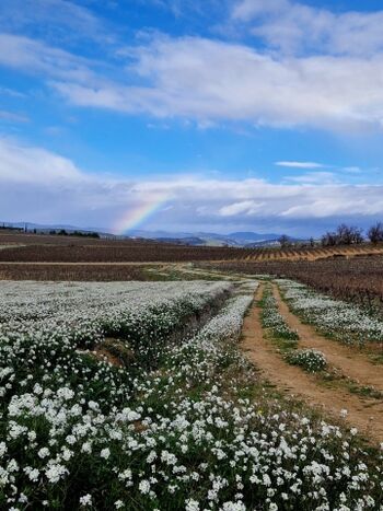 Die Weinfelder der Umgebung