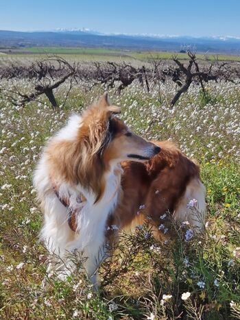 Hausrunde mit Blick auf die Pyreneen