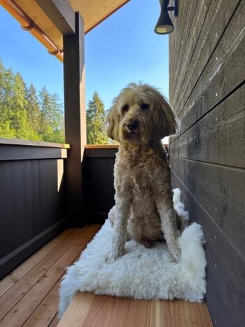 Hunde sind bei uns herzlich willkommen!