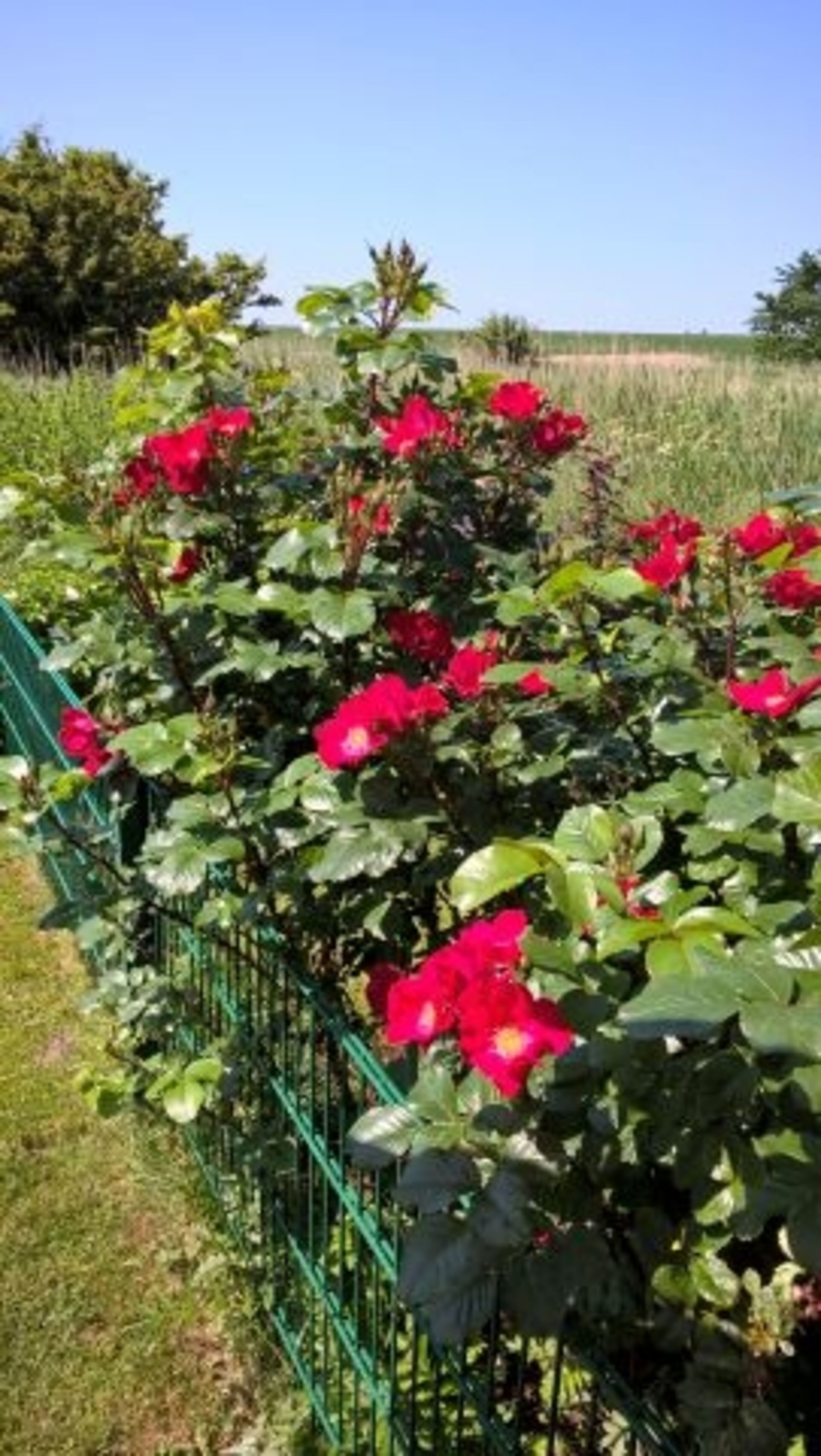 Bild 15