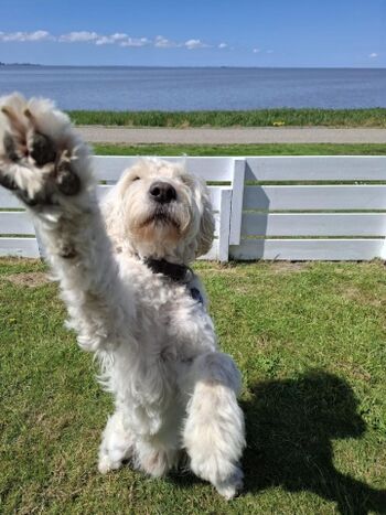 Herzlich Willkommen - dieser Platz - ein Hundepardies