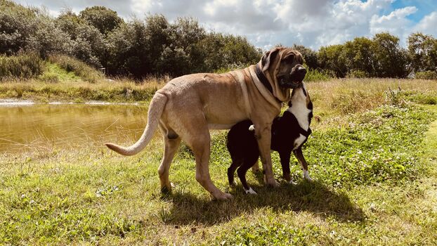 Hofhund Frido mit Gasthund