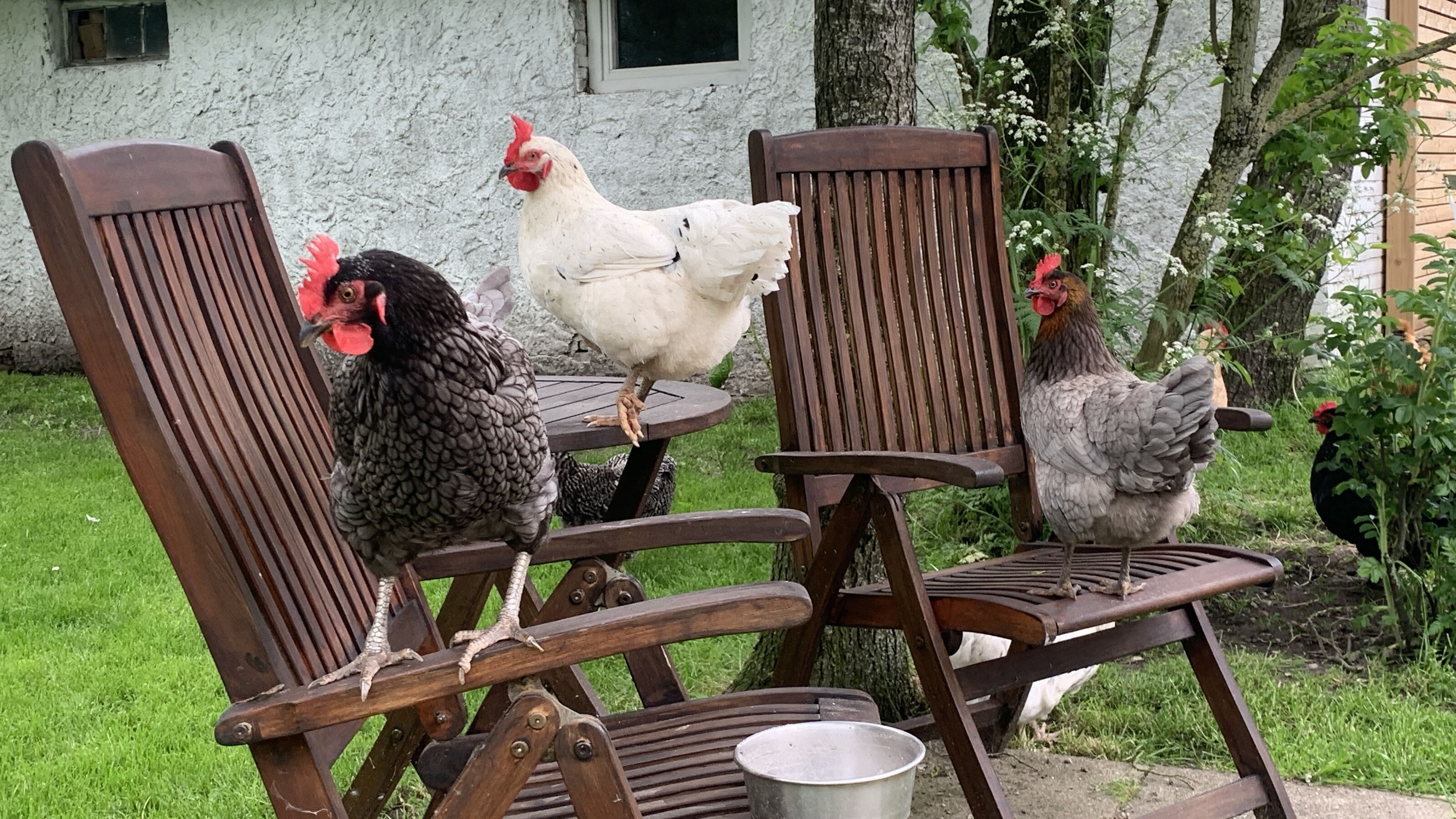 Hofbewohnerinnen ;-)