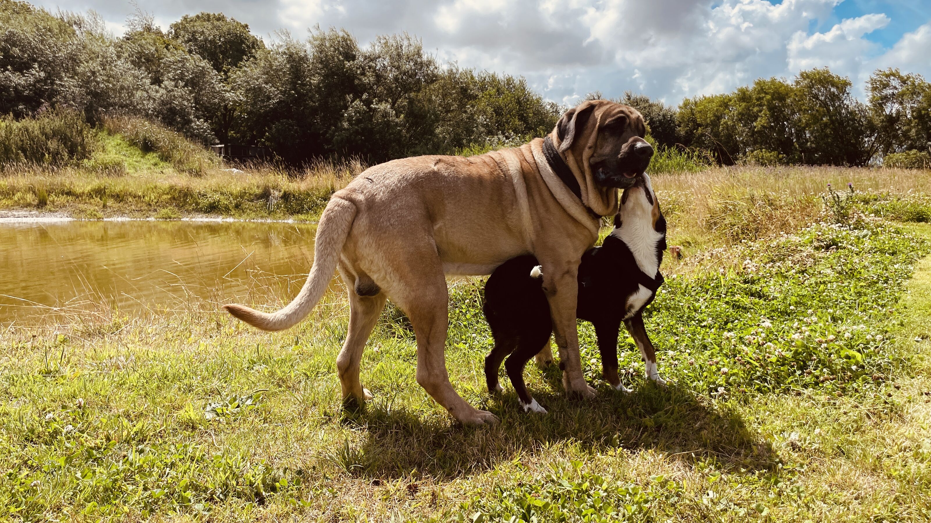 Hofhund Frido mit Gasthund