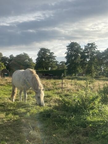 Unsere Weiden mit Pferden 
