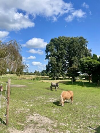 Blick auf Pferde und Esel 