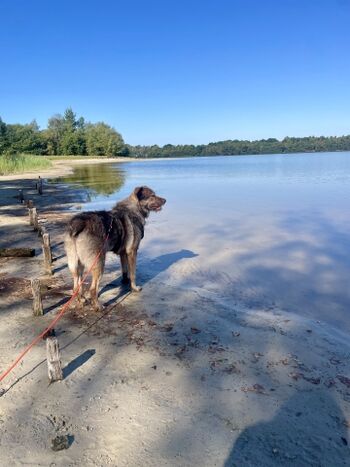 Der See für Mensch und Hund 