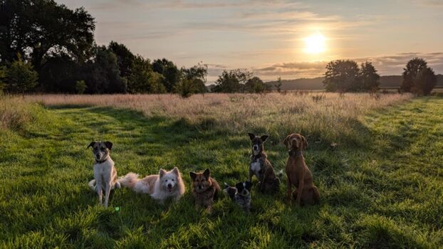 Große Freilaufwiese voll umzäunt mit 1,80 m