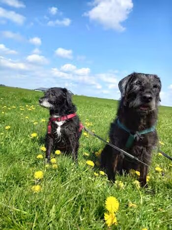 unsere Hunde Trixi und Paula