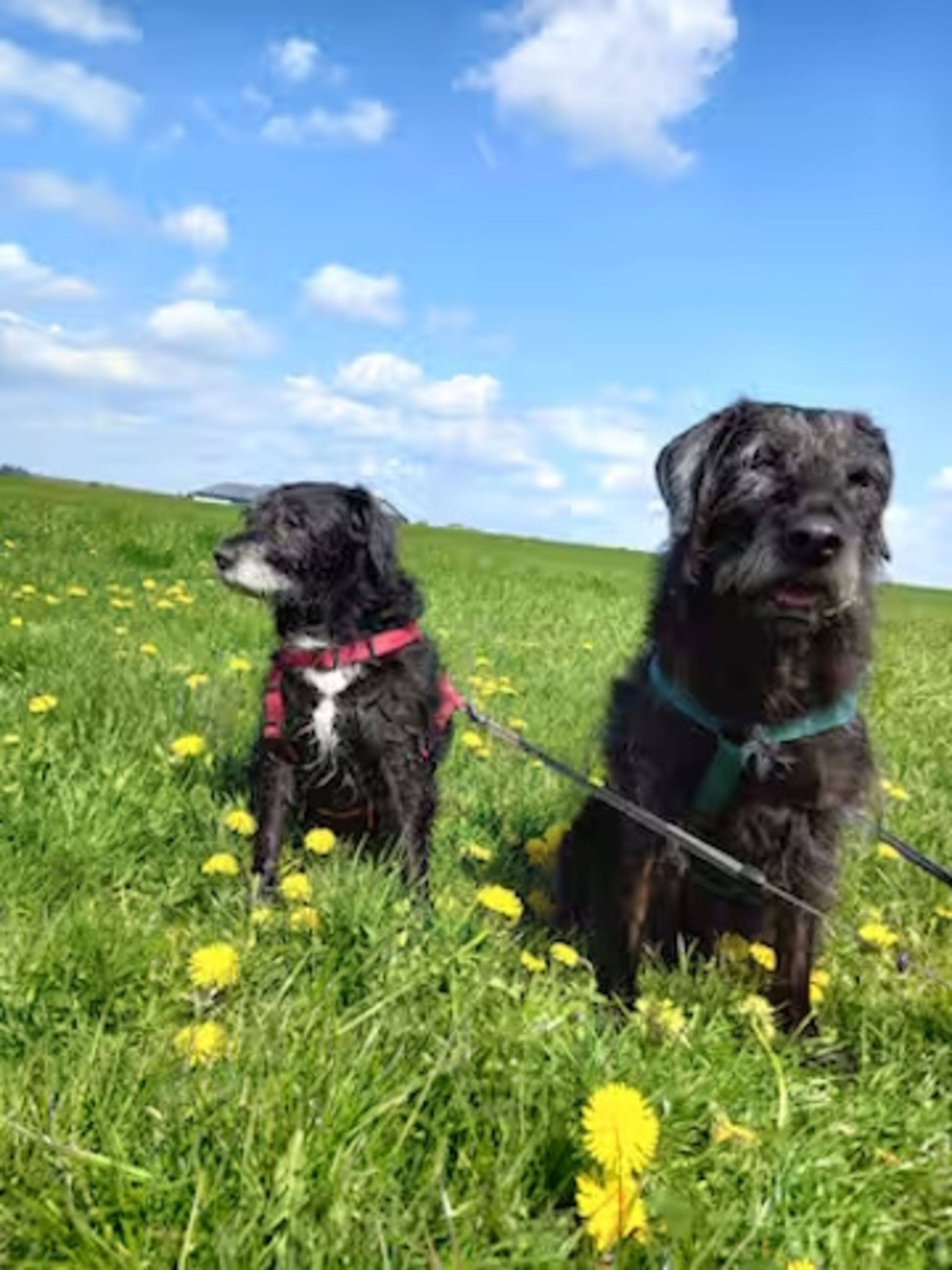 unsere Hunde Trixi und Paula
